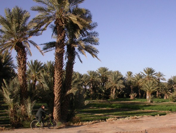 Bicis al palmerar de Ferkla, Tinejdad, Marroc.