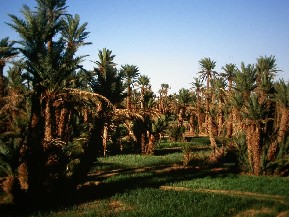 Palmeraie de El Khorbat, sud du Maroc.