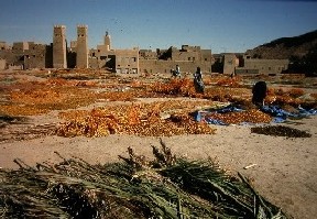dàtils assecant-se al Ksar Igoulmimen de 
Goulmima, sud del Marroc.