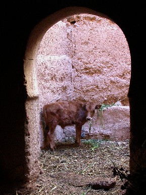 Ternero dentro de una casa de tierra del ksar El Khorbat, Marruecos.