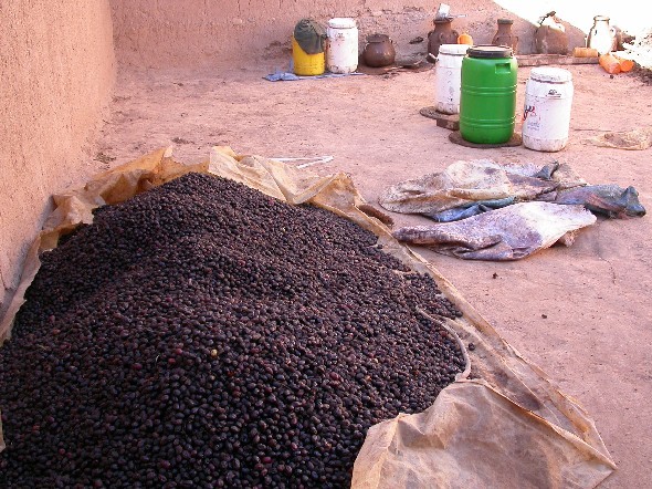 Olives dans la vellée du Todra, Maroc.