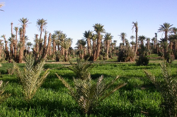 Palmeral de el Khorbat, campos de trigo, sur de Marruecos.