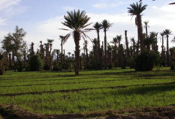Palmeras y campos de trigo en El Khorbat, Marruecos.